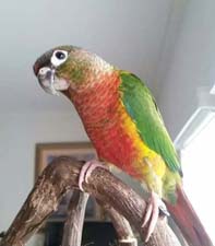 A parrot sitting on top of a branch.