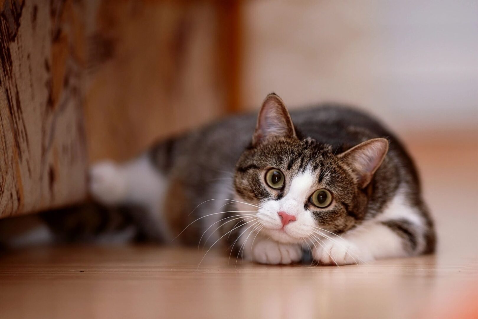 A cat laying on the ground looking at something.