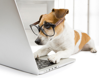 A dog wearing glasses is laying on the laptop