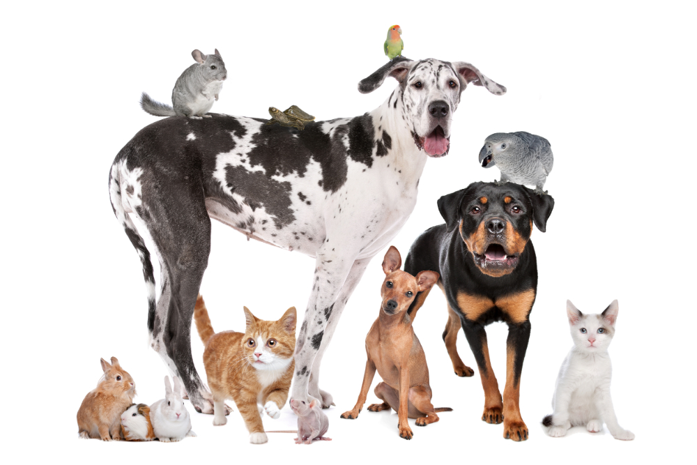 A group of dogs and cats are standing together.