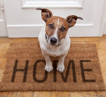 A dog sitting on the door mat of his home.