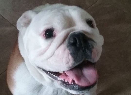 A close up of a dog 's face with its tongue hanging out.