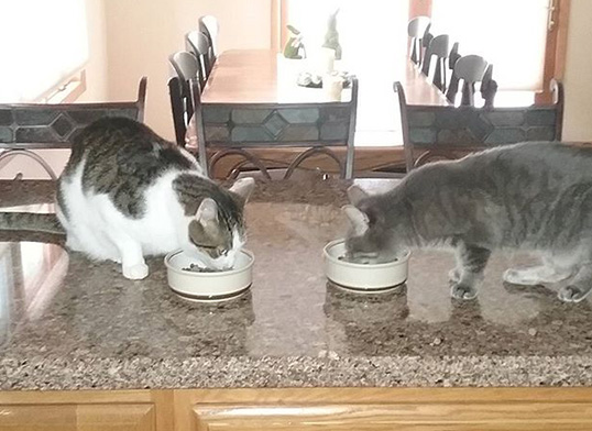 Two cats are eating from bowls on a counter.