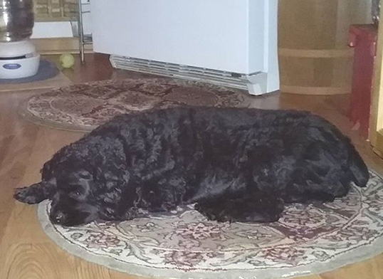 A black dog laying on top of a rug.