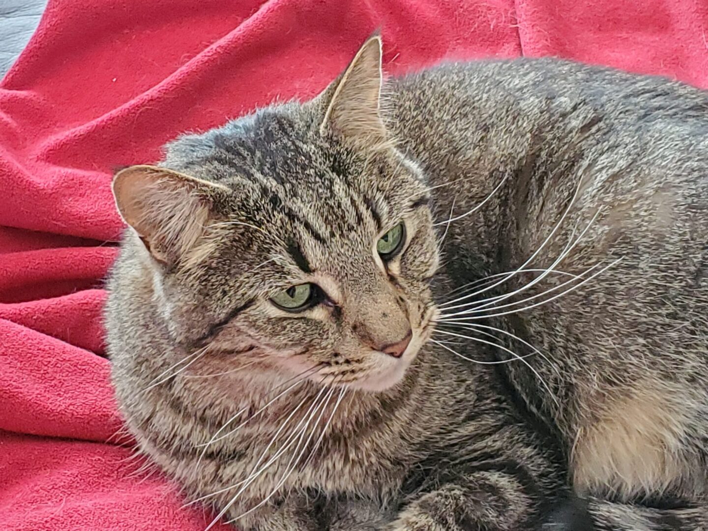 A cat is sitting on the couch looking at something.