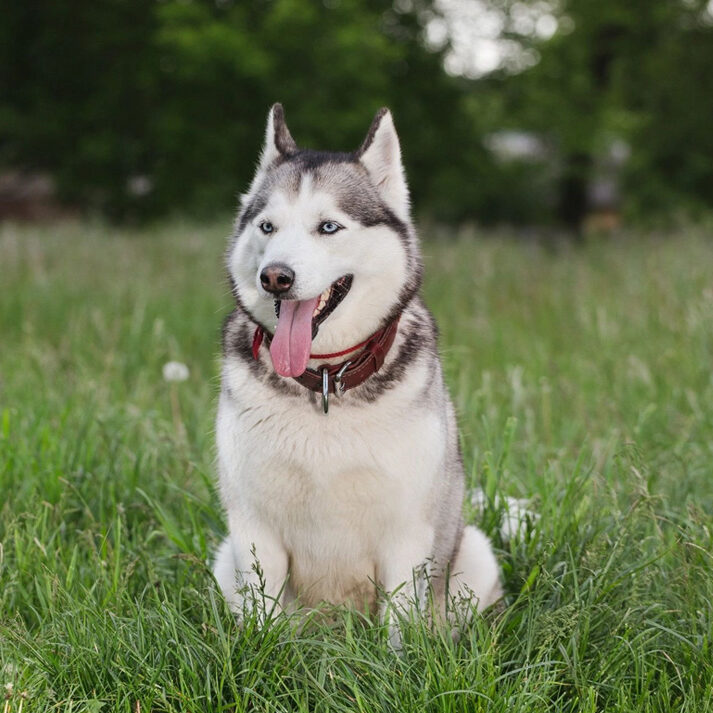 A husky dog sitting in the grass with its tongue hanging out.