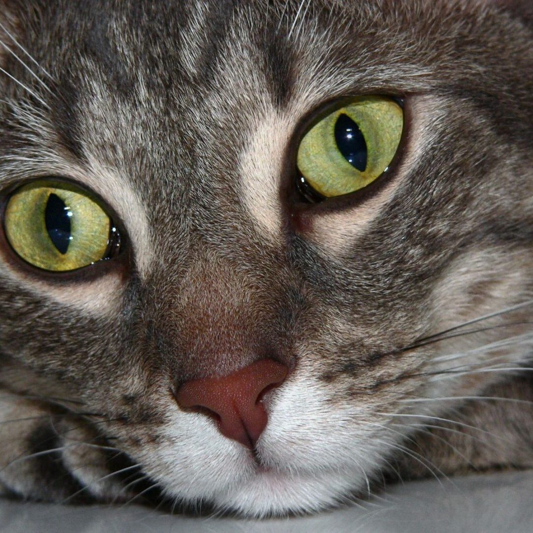 A cat with green eyes laying down on the ground.