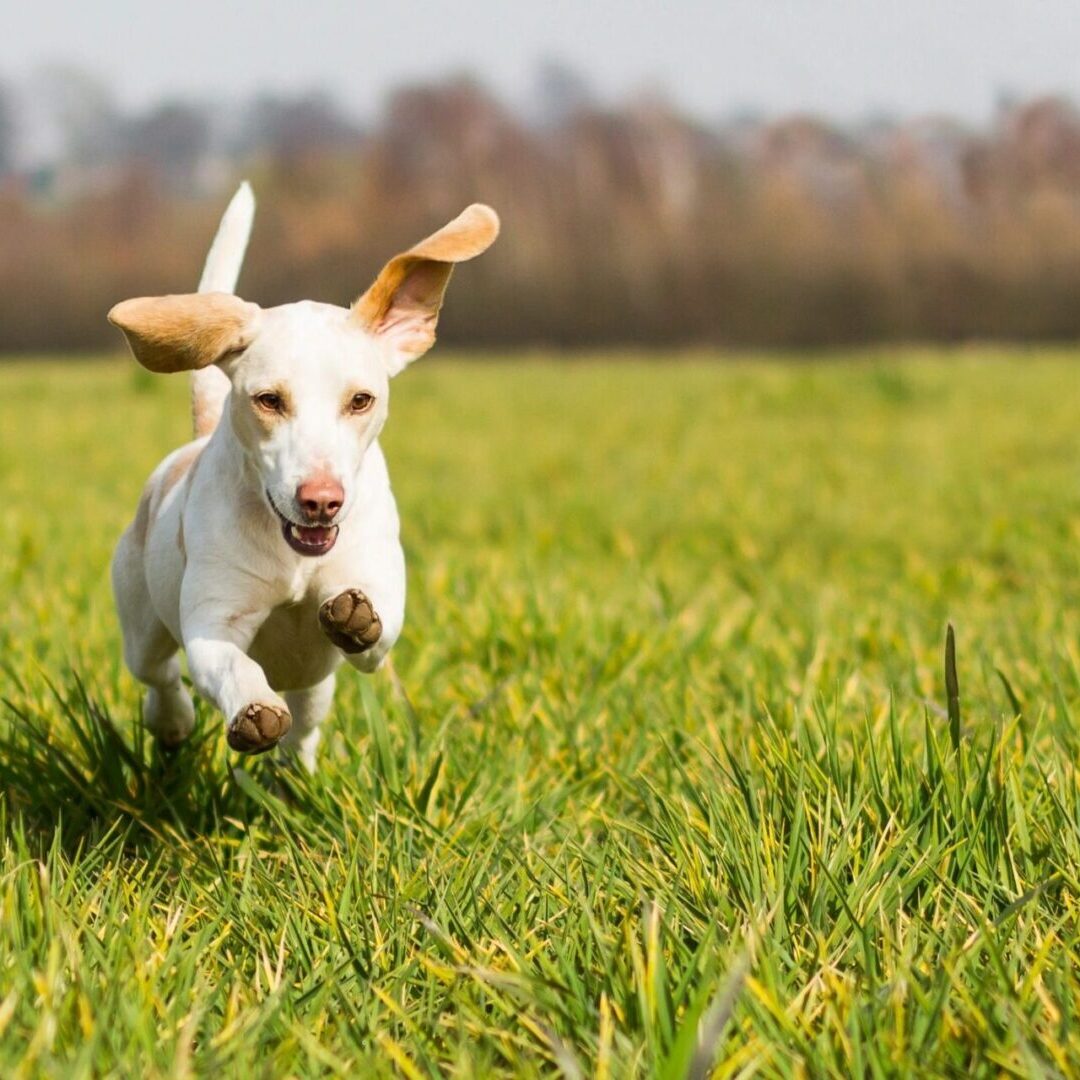 A dog running through the grass in a field.