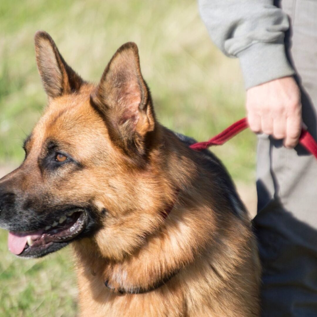 A person holding onto the leash of a dog